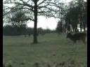 Mooseboy Clip 9