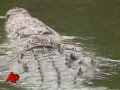 L'amicizia tra un uomo ed un coccodrillo