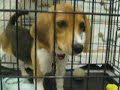 beagle-vs-jack-russell.html