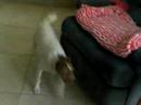 Popup Pup