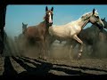 A collection of beautiful palomino horses of many breeds. Music by Mary ann Kennedy. Enjoy.