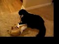 Dizzy Dogs & Frizzy Cats