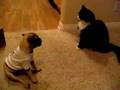 Dizzy Dogs & Frizzy Cats