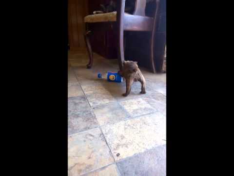 Lucy Lou playing with bottle