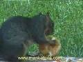 Scoiattolo che Mangia Arancio (Squirrel Eating Orange)