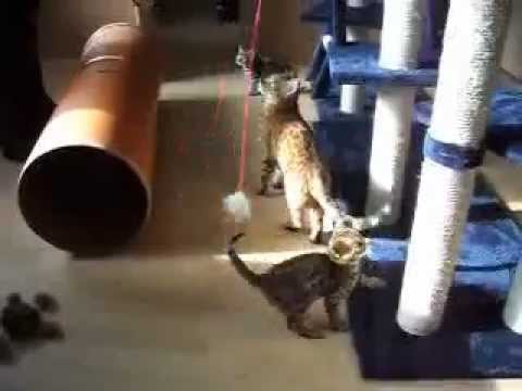 Chadna Bengalen - Unsere Bengal Katze Tabbi mit ihren erstgeborenen Kitten.