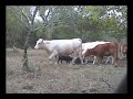 Bowhunting hog Bowhunting hog