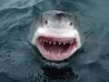 Laughing Shark!