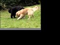 The Dogs!
