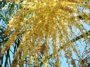 Queen Palm blossom