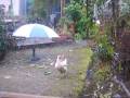 videos de Get Orf My Land !! Guard Chicken !!  Best Garden Bird Deterrent !!