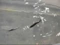 2 minnows on one wiggle rig 2 minnows on one wiggle rig