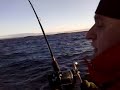Fiske vilket napp