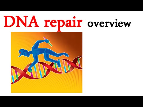 how to repair dna damage