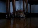柴犬動画