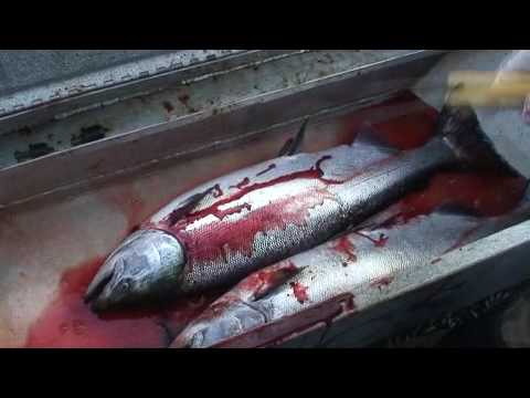 how to bleed bluefish