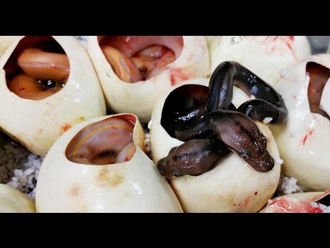 YouTube reptile video
