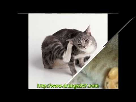 how to eliminate ear mites in cats