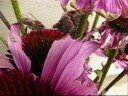 Honeybee on Echinacea Honeybee on Echinacea