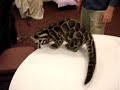 Baby Clouded Leopard