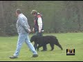 French ring Brevet - Buddy Bouvier des Flandres French ring Brevet - Buddy Bouvier des Flandres