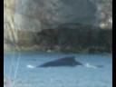 MS Workcamp in Ilulissat (Greenland) summer \ MS Workcamp in Ilulissat (Greenland) summer \