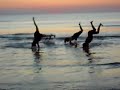 Strandfeestje shingaling