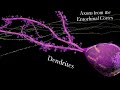 Fwd: YouTube - The Whole Brain Catalog (http://wholebraincatalog.org) - http://www.youtube.com/watch?v=zXLeJFu57Wg&feature=player_embedded (via http://ff.im/aKDDc)