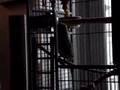 Jack The Indian Ringneck