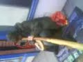 Crazy Didgeridoo Player