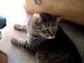MA` SiStER & kiTTY`S BEiNG DUMB