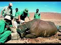 animales en peligro y extinción animales en peligro y extinción
