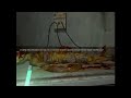 Click here to watch this video Penumbra Black Plague (Jugando) (Parte 6) Guia en Español no quiero mas perros porfavor :(