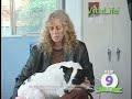 Vitalife by Dr Carol & Healthy Senior Aged Dogs Vitalife by Dr Carol & Healthy Senior Aged Dogs