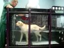 Oconeevet Canine Physical Rehabilitation