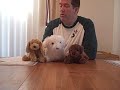 The Bohr-Einstein Debates, With Puppets (Part 3 of 3)