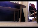 Niko the Cat laser pointer