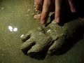 Baby Flower Crab