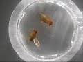 Sexy Drosophila Courtship