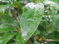 Forest Rain Forest Rain