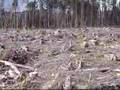 Clear Cut Forest - Olympic Peninsula, WA
