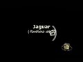Jaguar, pound for pound stronger than lion or tiger