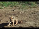 Dimond Valley wildlife Dimond Valley wildlife