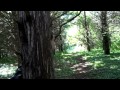 Something in the Woods
