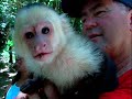 monkeys in roatan