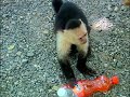 monkeys in roatan