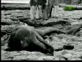 Throughout history, thousands of tales have been woven about giant sea serpents. Is the Monster of Monterey actually a prehistoric plesiosaur that has somehow survived? Watch more: animal.discovery.com