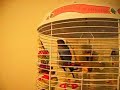 Our bird Skylar singing along with Motley Crue Our bird Skylar singing along with Motley Crue