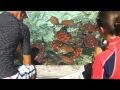 Bora Bora, Sea Turtle Feeding at Le Meridien Hotel