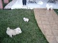 dodi e pipo